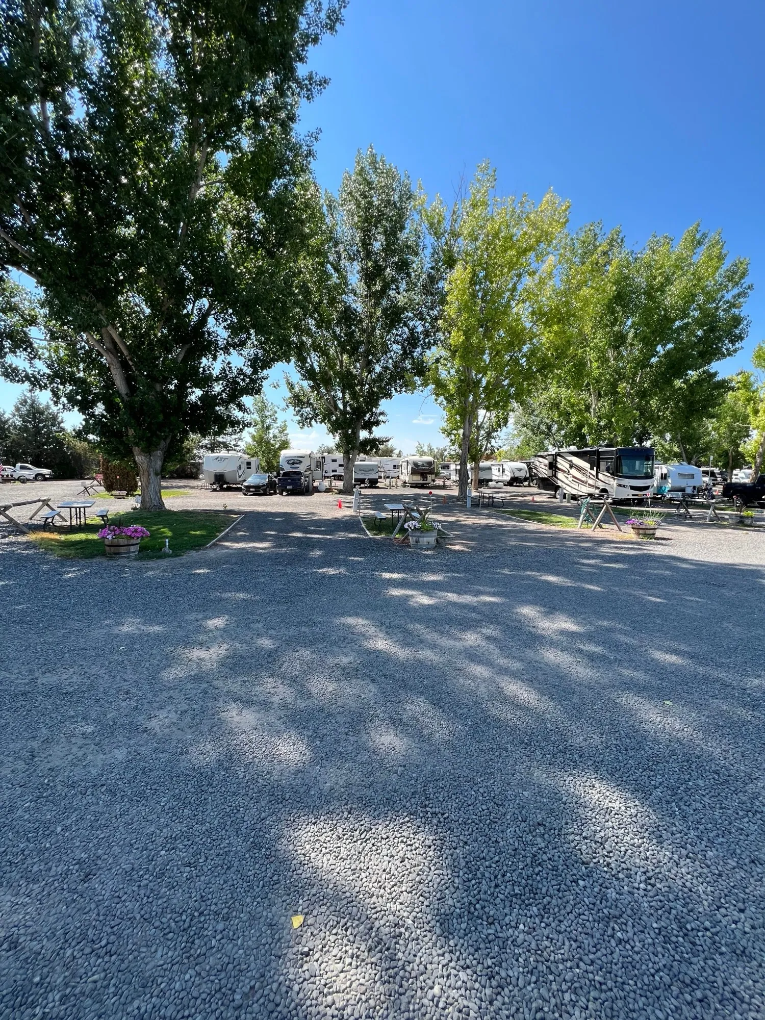 Shaded gravel RV sites under tall cottonwood trees with picnic tables